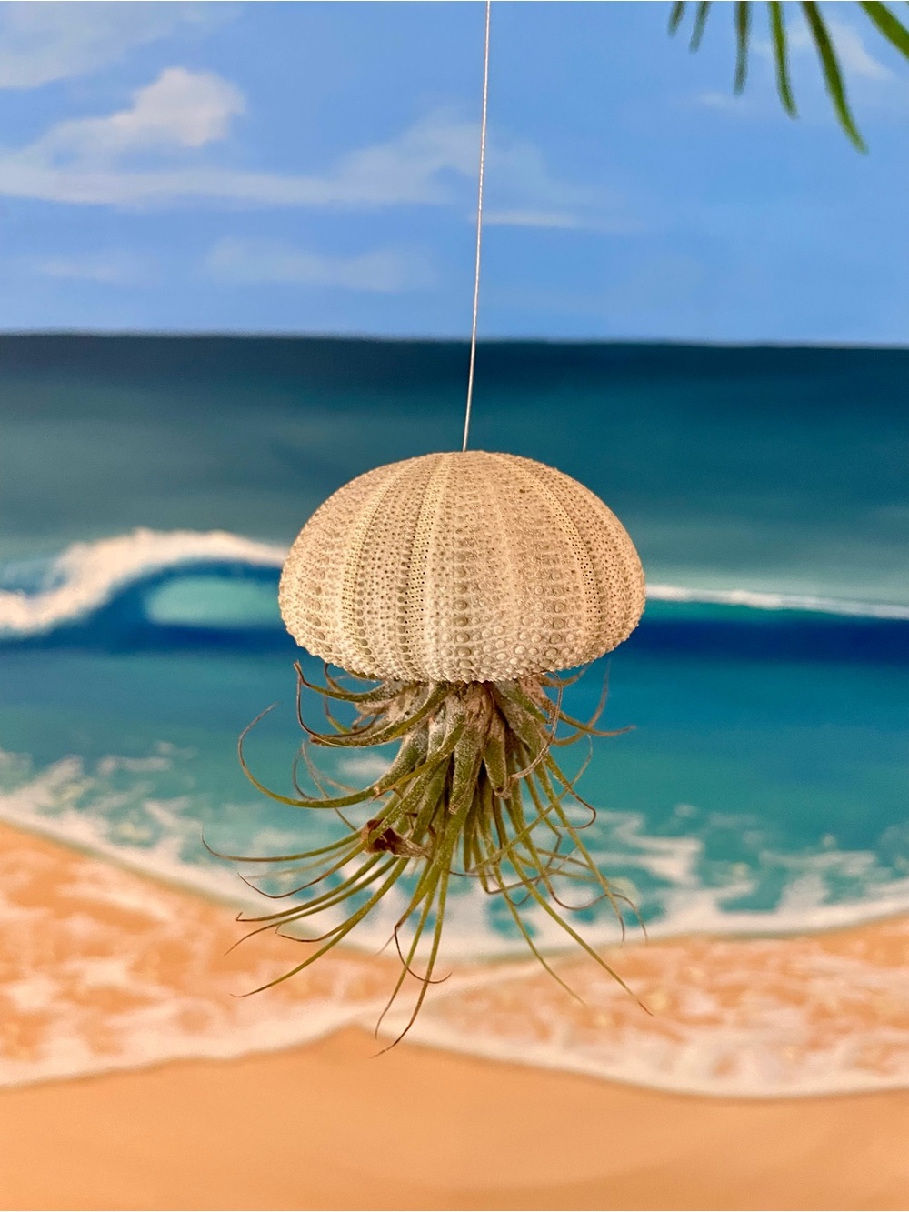 Sea Urchin Air Plant Hanging Accent